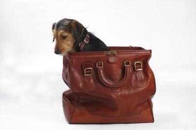 Boarding a Happy and Comfortable Pet article image