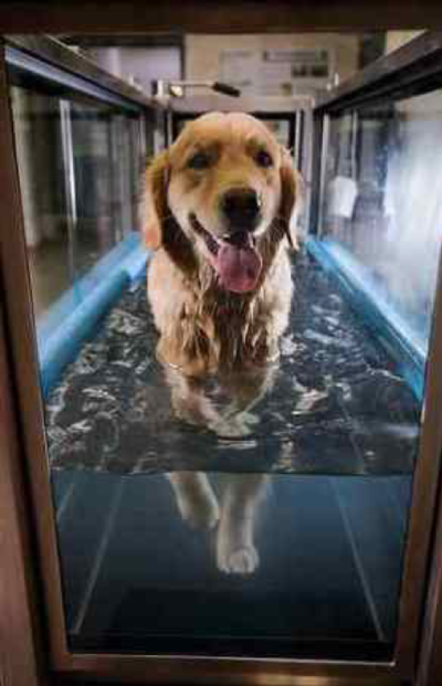 Underwater Treadmill Hydrotherapy article image