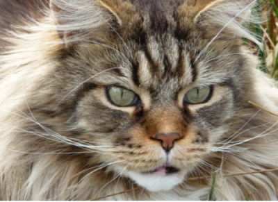 The Maine Coon  article image
