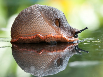 Slug Bait Poisoning article image